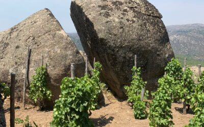Discovering Wine Terroir as a Viticultural Intern in Sierra de Gredos, Spain